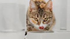 Ile misek z wodą potrzebuje kot i dlaczego nie powinny stać obok jedzenia