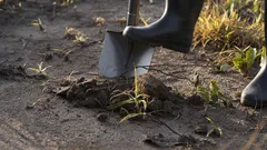 Czy warto przekopywać ogród na zimę? Profesjonalni agronomowie dają ostateczną odpowiedź