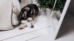 Niewielu o tym wie: dlaczego psy nie rozpoznają się w lustrze