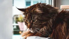 7 ras kotów, które pokochają Cię jak pies i zostaną najlepszymi towarzyszami