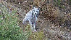 Po raz pierwszy w historii uchwycono na kamerze białego rysia iberyjskiego – oto, co to oznacza