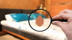 Naturalne metody na pluskwy – jak ograniczyć ich aktywność bez chemii