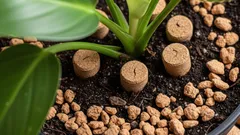 Dlaczego warto umieszczać korki w ziemi roślin i do czego one służą?