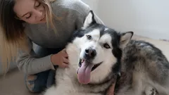 Gdzie głaskać psa, żeby był szczęśliwy – praktyczne wskazówki każdego opiekuna