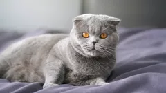 Jak długo żyją koty szkockie?