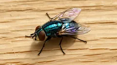 Jak pozbyć się much z kuchni? Sprawdzone domowe triki na uciążliwe owady