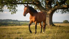 Czy konie naprawdę śpią na stojąco?