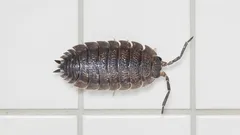 Strach zamieszkały pod twoją umywalką: co to za stwór i jak się go pozbyć natychmiast