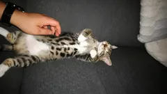 Niewielu wie, co czują koty, gdy głaszczesz je po brzuszku – według ekspertów od zachowań kotów