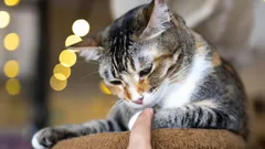 Niewiele osób wie: co czują koty, gdy długo je głaszczesz, według weterynarzy