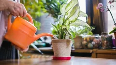 Czy woda z kranu nadaje się do podlewania roślin doniczkowych? Kilka porad, jak je pielęgnować