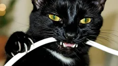 Jak skutecznie oduczyć kota gryzienia kabli? Ten sposób na pewno pomoże