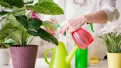 Jak uniknąć nadmiernego podlewania i uratować rośliny doniczkowe w domu