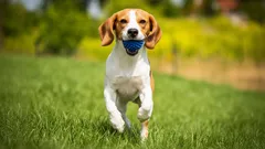 Top 10 najbardziej energicznych ras psów: aktywne i wesołe pupile dla rodziny